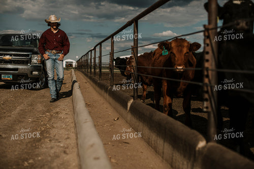 Feedyard 3026