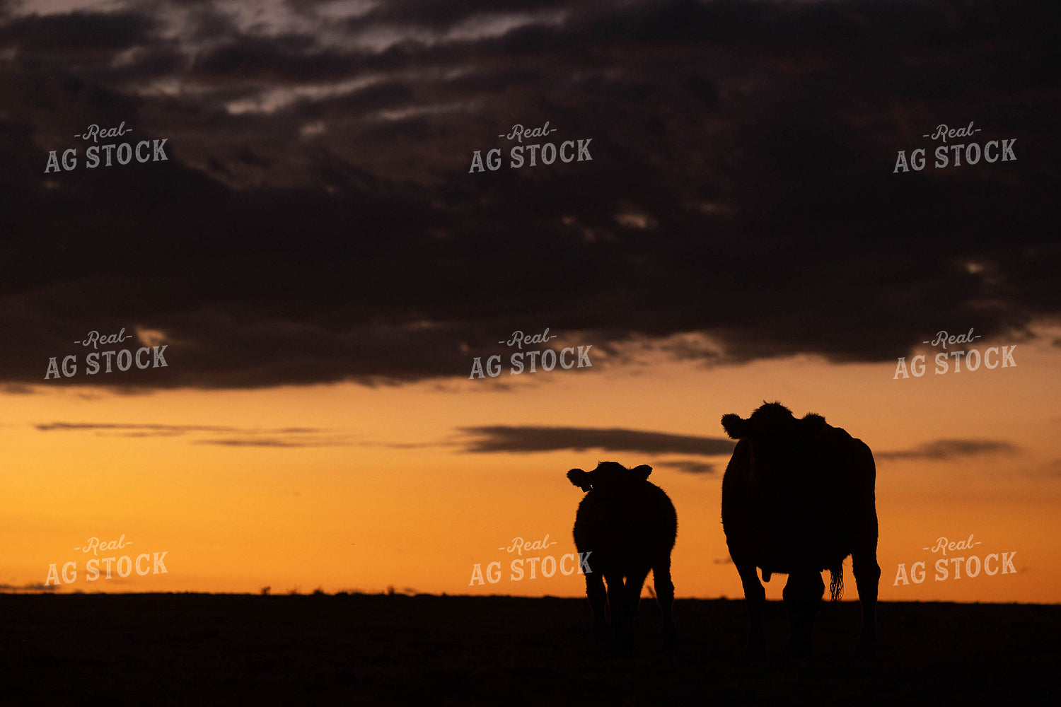 Cattle on Pasture at Sunset 303027