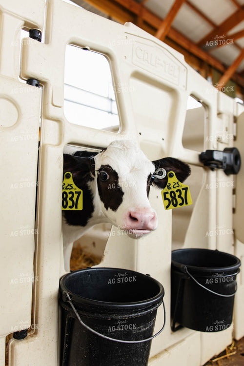 Holstein Calf 152631