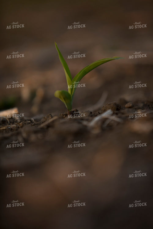 Corn - Early Growth 1118