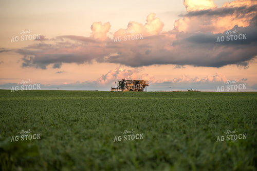 Harvesting Peas 76161