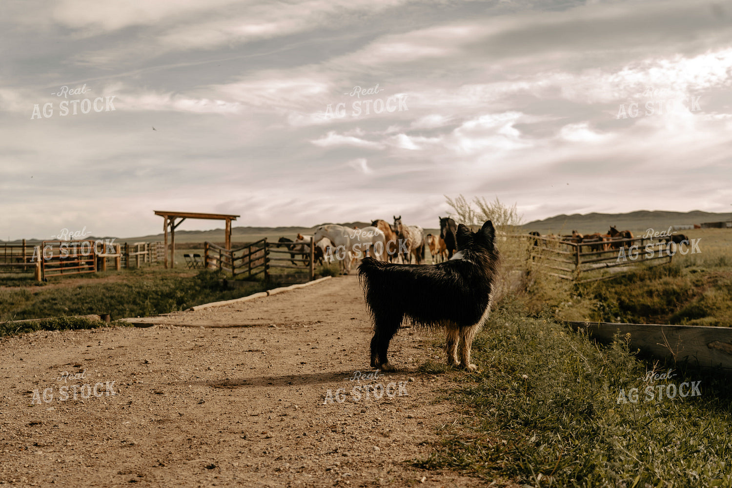 Horses and Dog in Pasture 58226