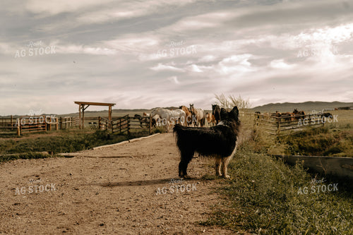 Horses and Dog in Pasture 58226