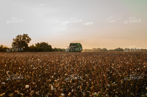 Cotton Harvest 59073