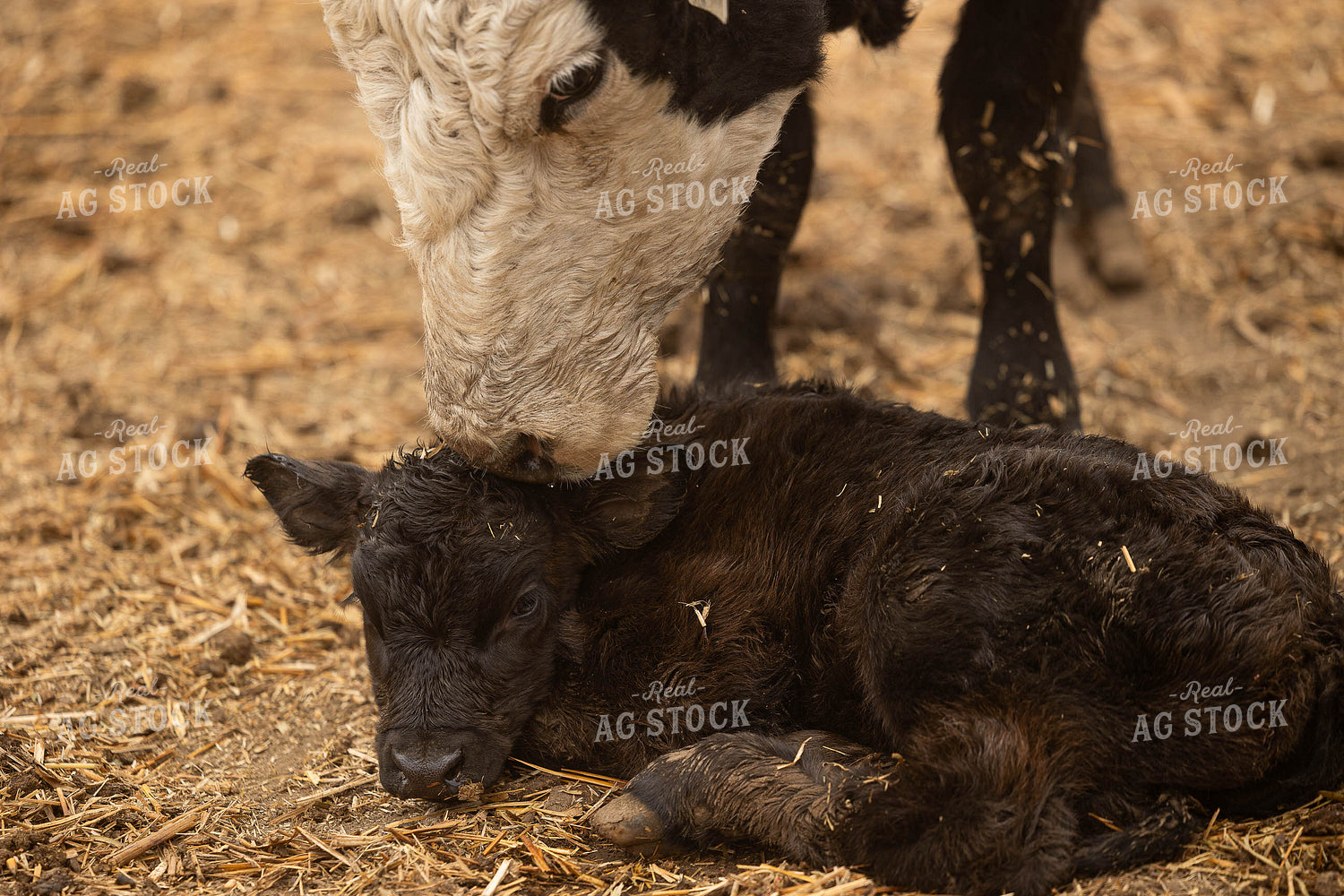 Cow Calf Pair 303025