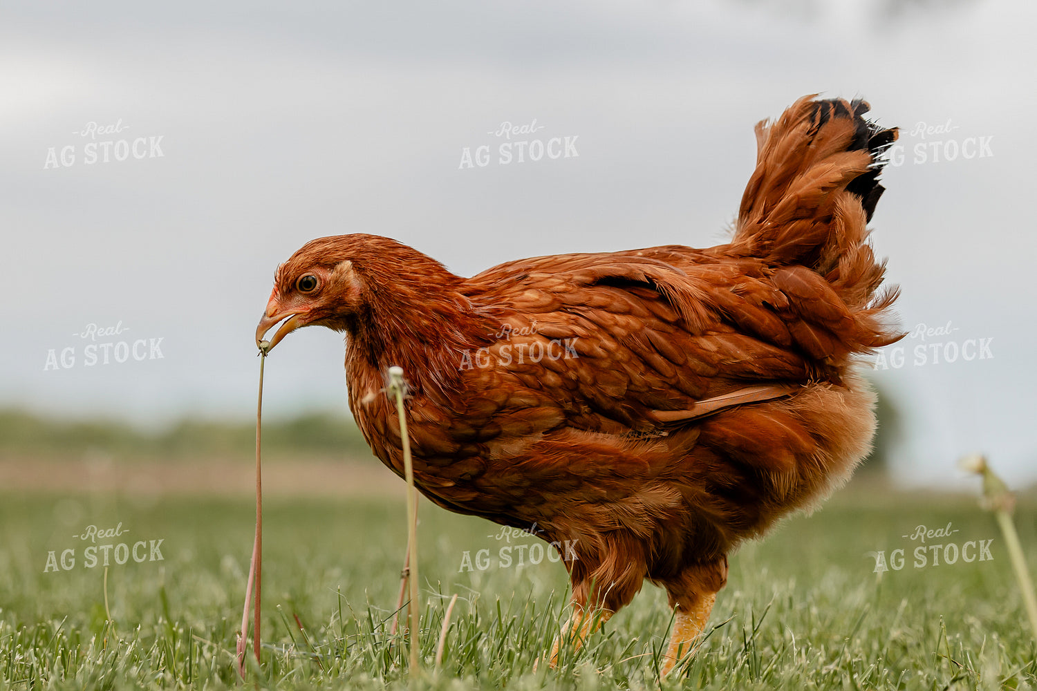 Pullet Laying Chicken 104102