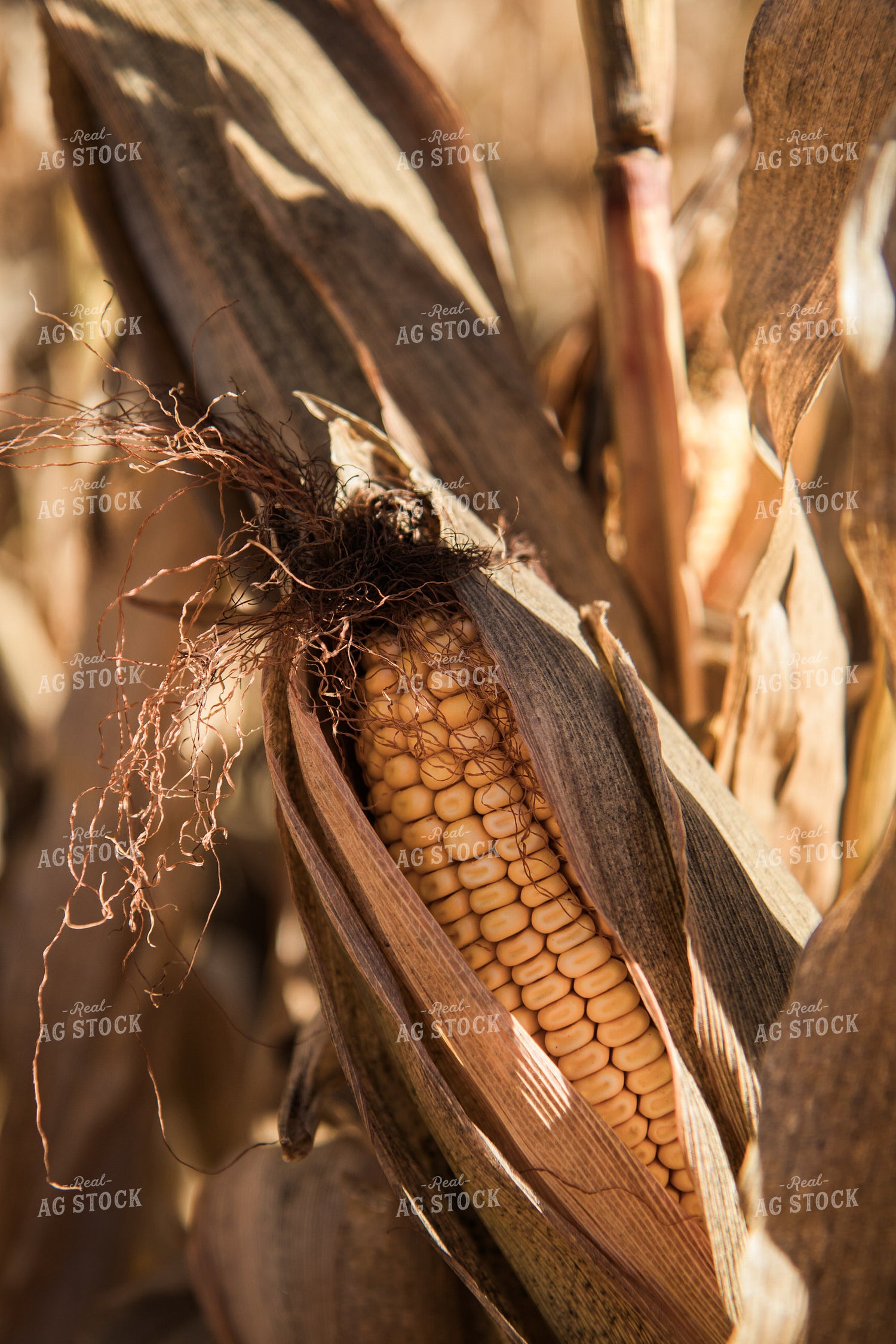 Dried Corn 67543