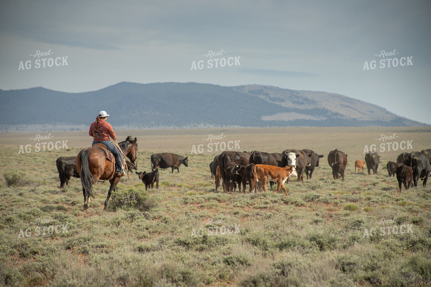 Female Rancher Moving Cattle on Horseback 78225