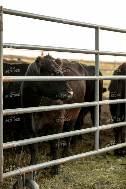 Cattle in Pen 285091