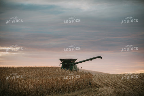Corn Harvest 6924