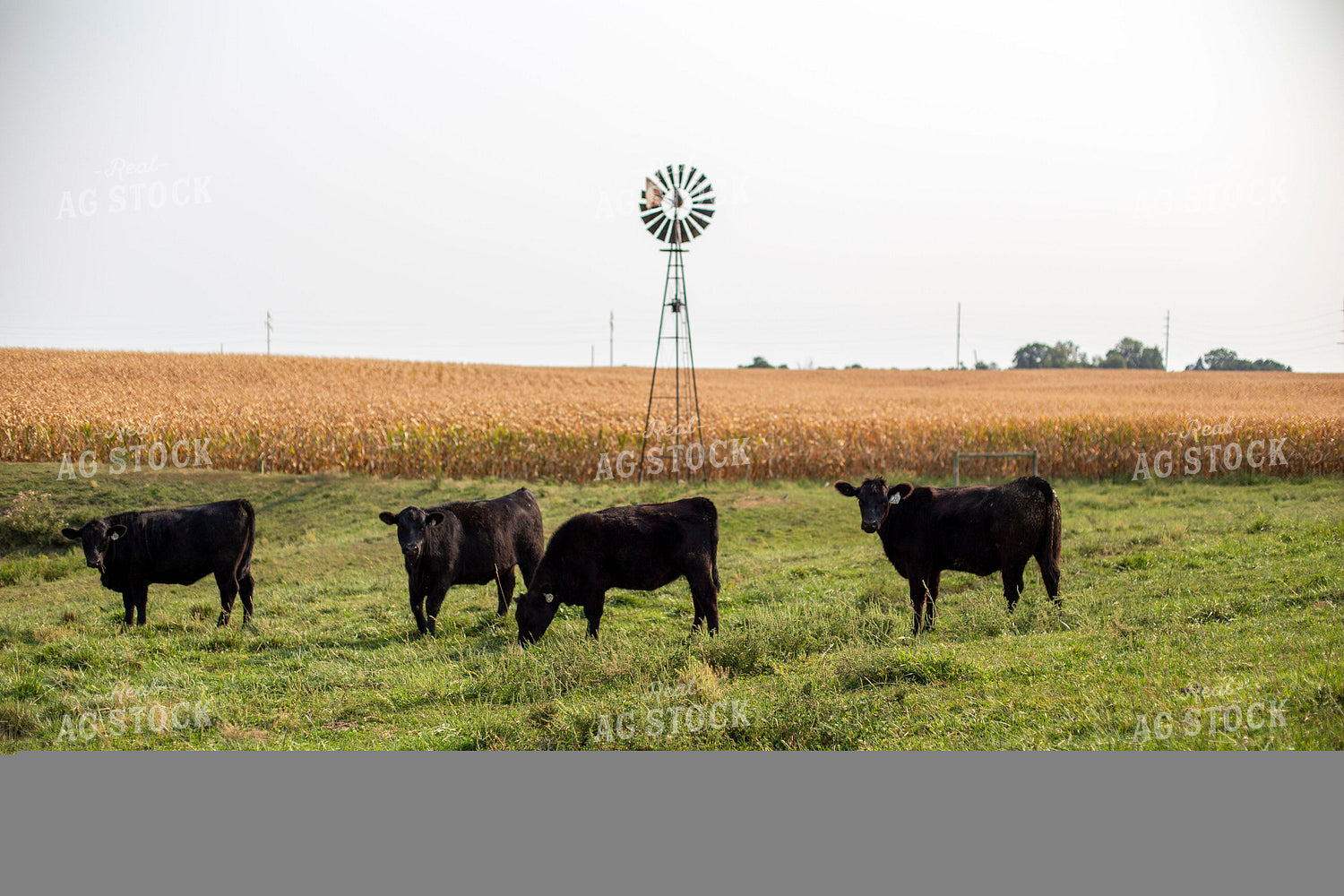 Angus Cattle in Pasture 93001