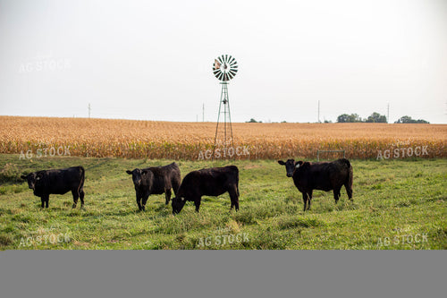 Angus Cattle in Pasture 93001