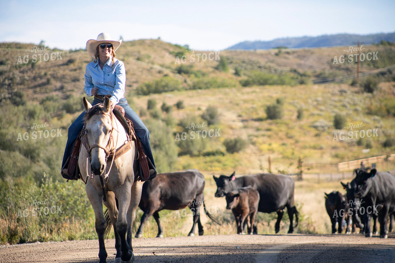 Cowgirl on Cattle Drive 117385