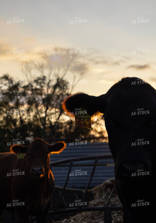 Cattle Silhouette 305017