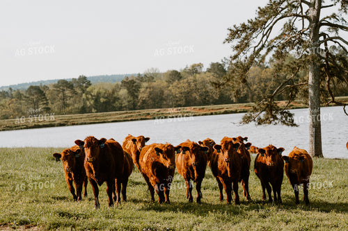 Angus Cattle in Pasture 125088