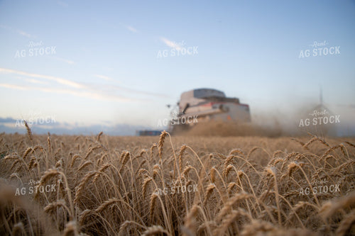 Wheat Harvest 208018