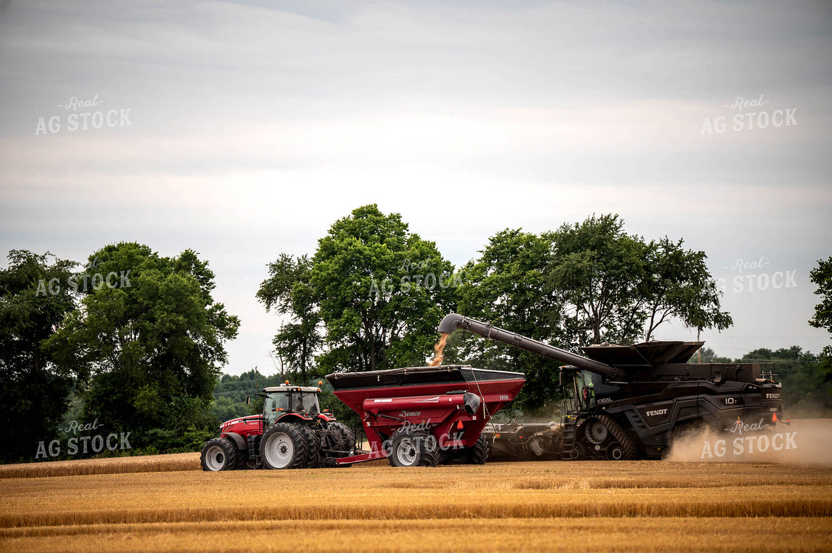 Wheat Harvest 115964