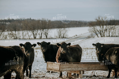 Angus Cows in Front of Trough 77035