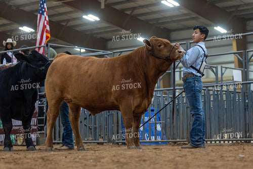 Showing Cattle 98056