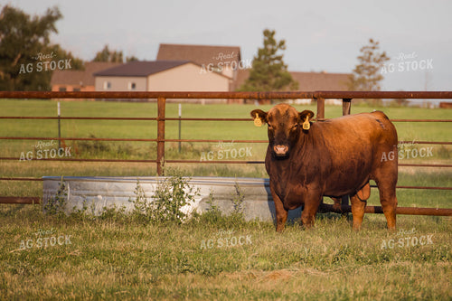 Cow in Pasture 97077