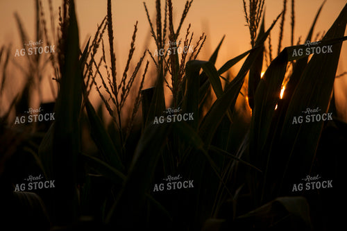 Corn - Mid-Season 1288