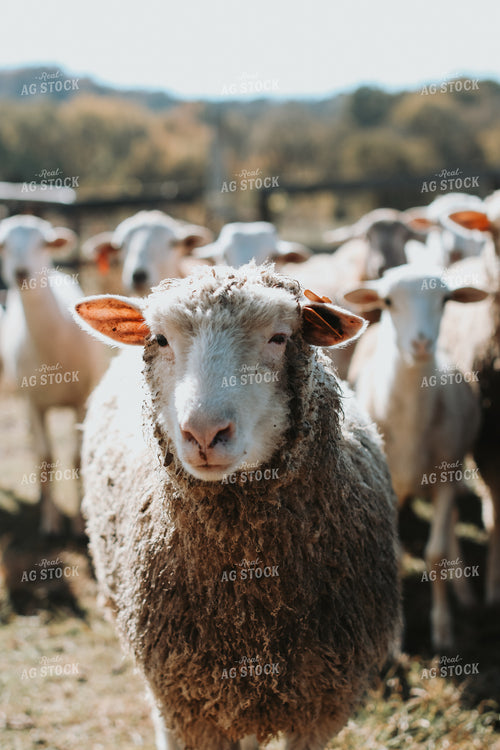 Sheep 220038