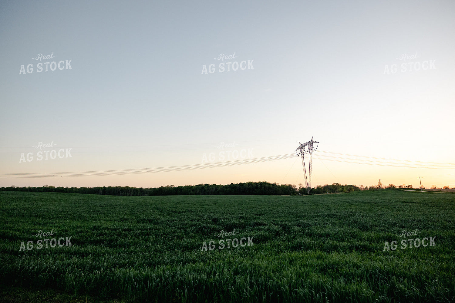 Midseason Wheat Field 178094
