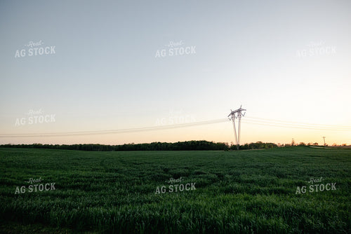Midseason Wheat Field 178094