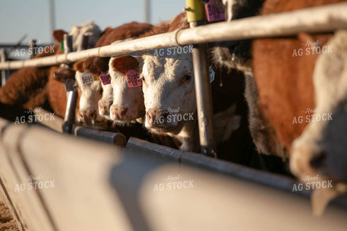 Cattle Eating Out of Trough 99006