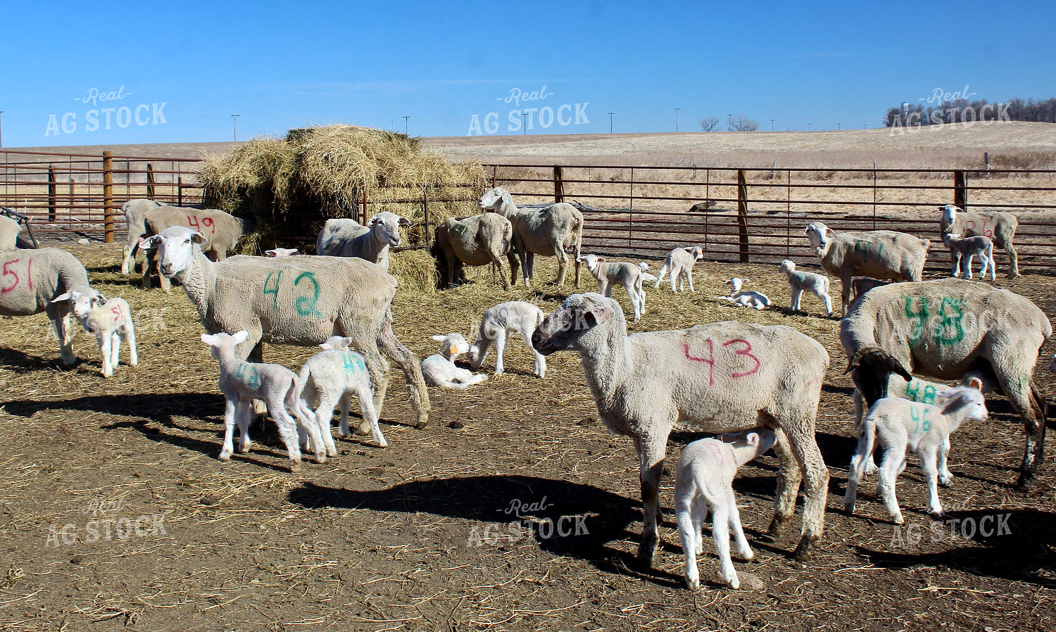 Sheep with Lambs 141508