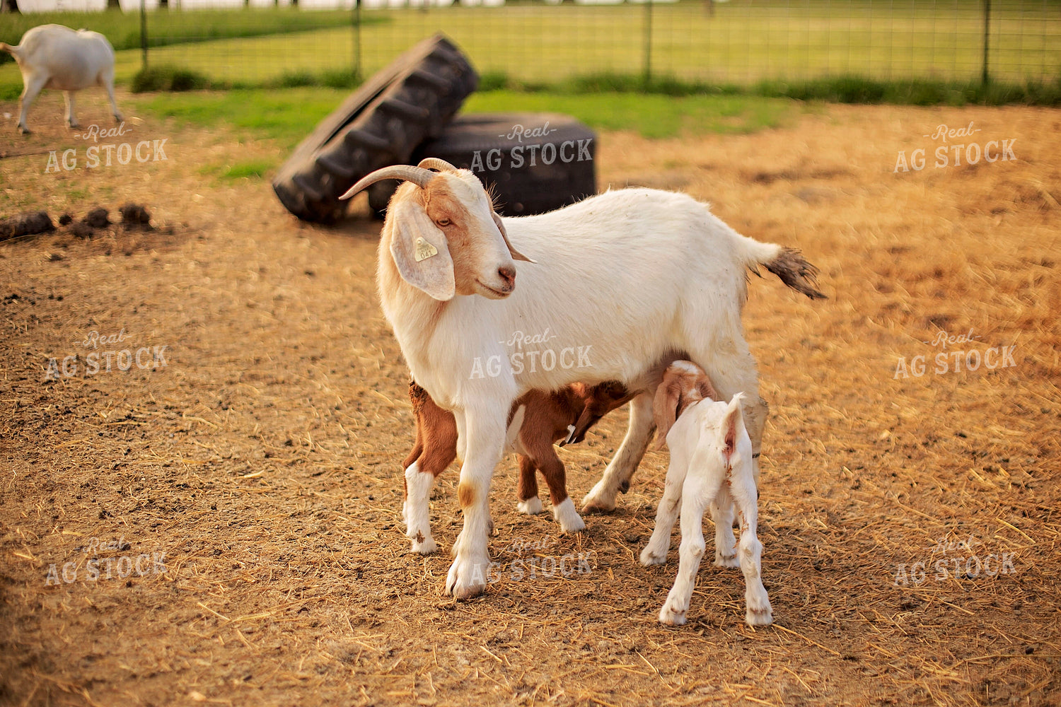 Kid Getting Milk From Mother 93148