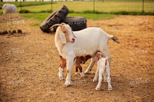 Kid Getting Milk From Mother 93148