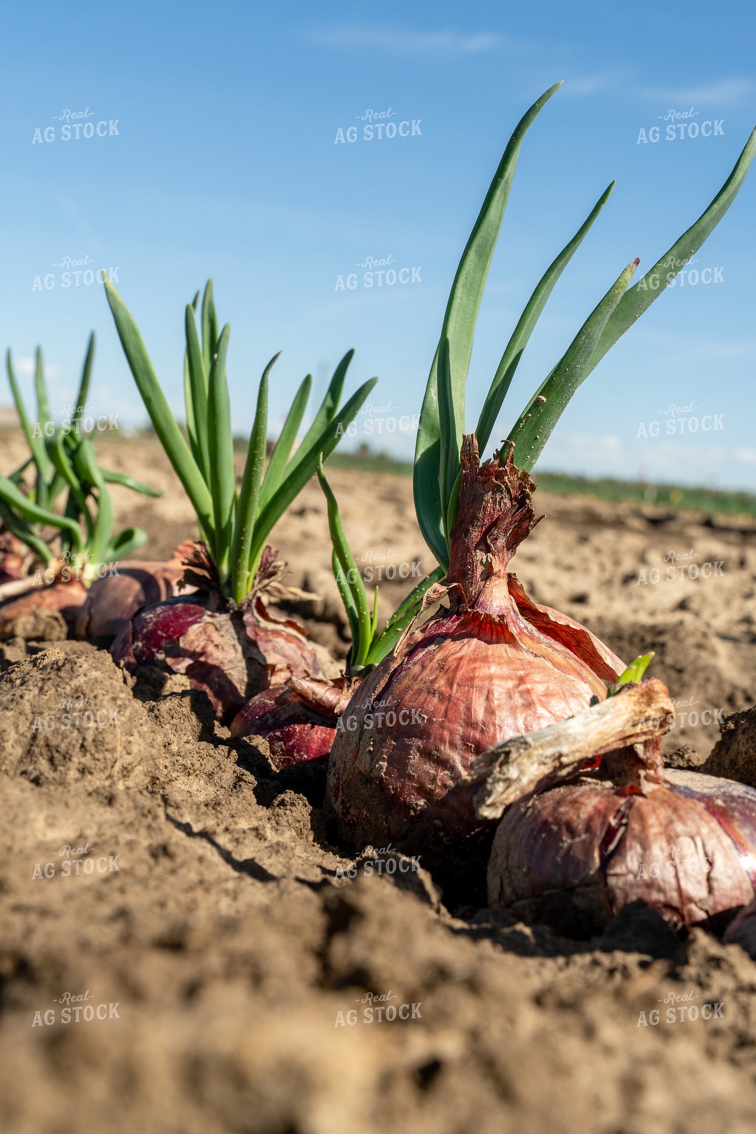 Onion Field 65664