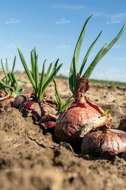 Onion Field 65664