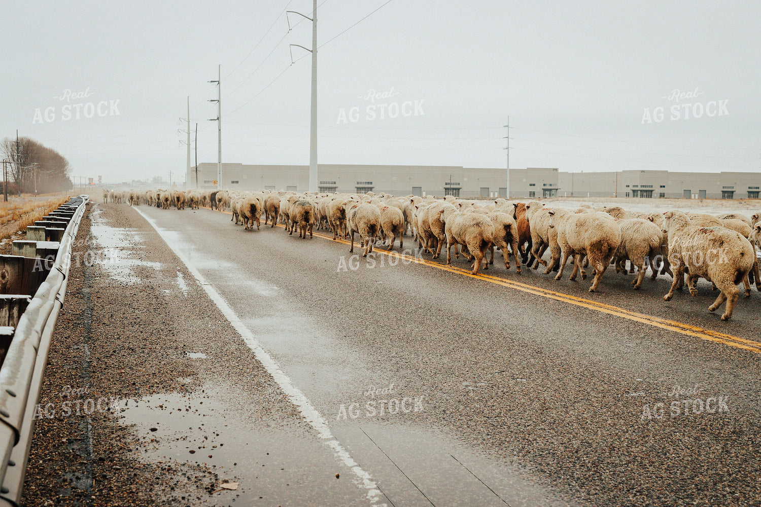 Sheep Crossing Road 83104