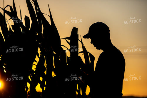 Farmer Silhouette Checking Corn at Sunset 250128