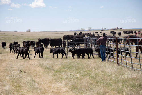 Working Cattle 117164