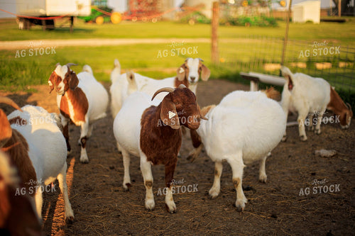 Goats in Farmyard 93134