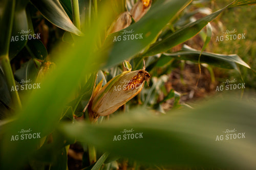 Corn - Mid-Season 2344