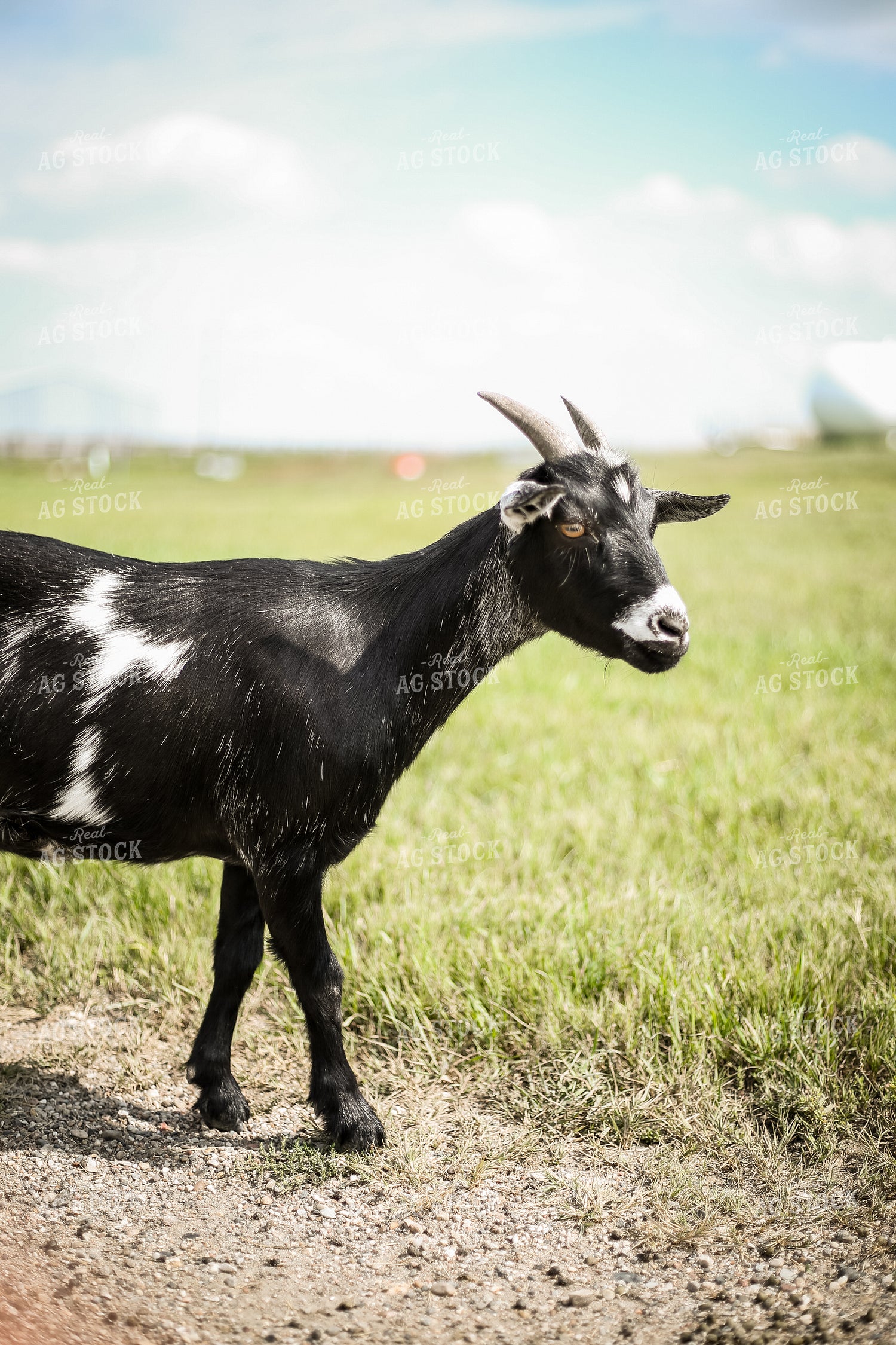 Goat 155288