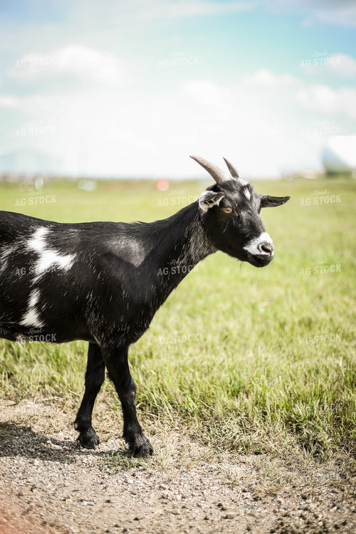 Goat 155288