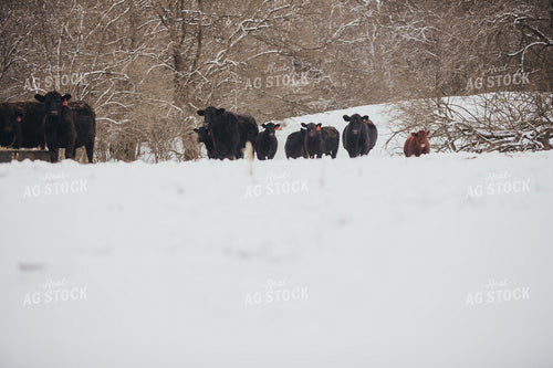 Angus Cows and Calves in Snowy Pasture 3755