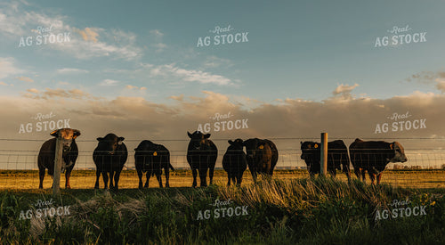 Angus Cows and Hereford Bull in Pasture 61103