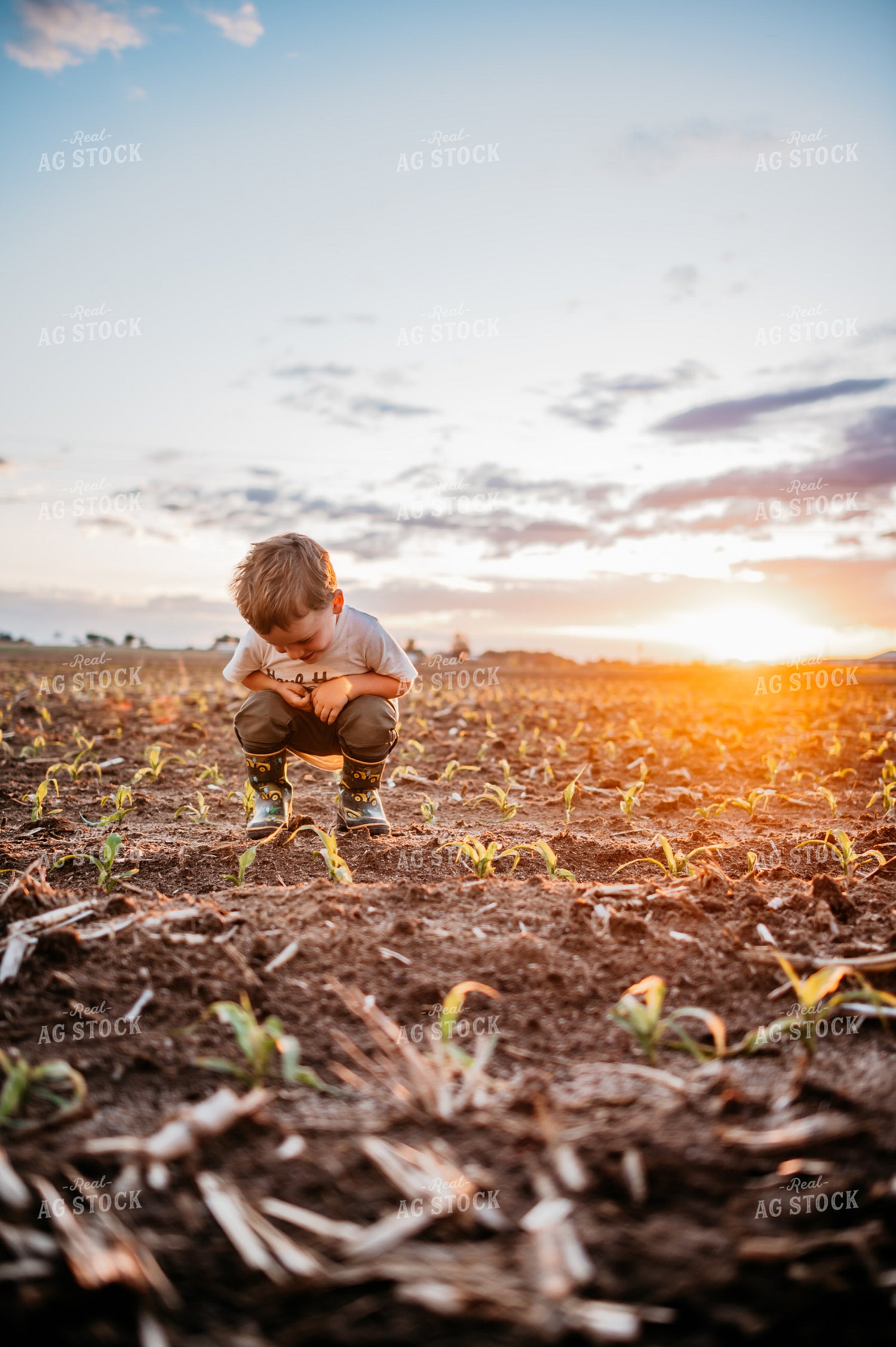 Farm Kids Playing in Early Growth Corn Field with Herbicide Injury 56668