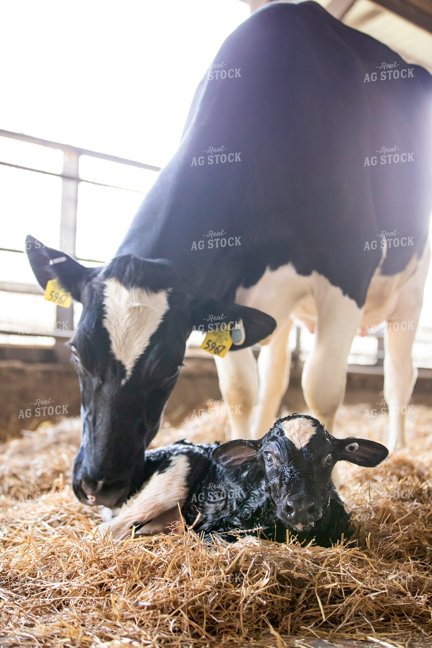 Holstein Cow and New Calf 55365