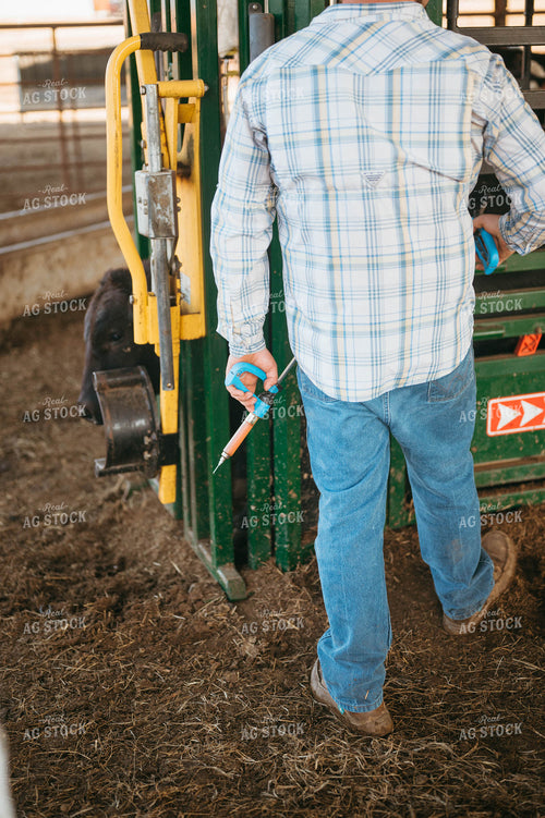 Processing Cattle in Chute 125210