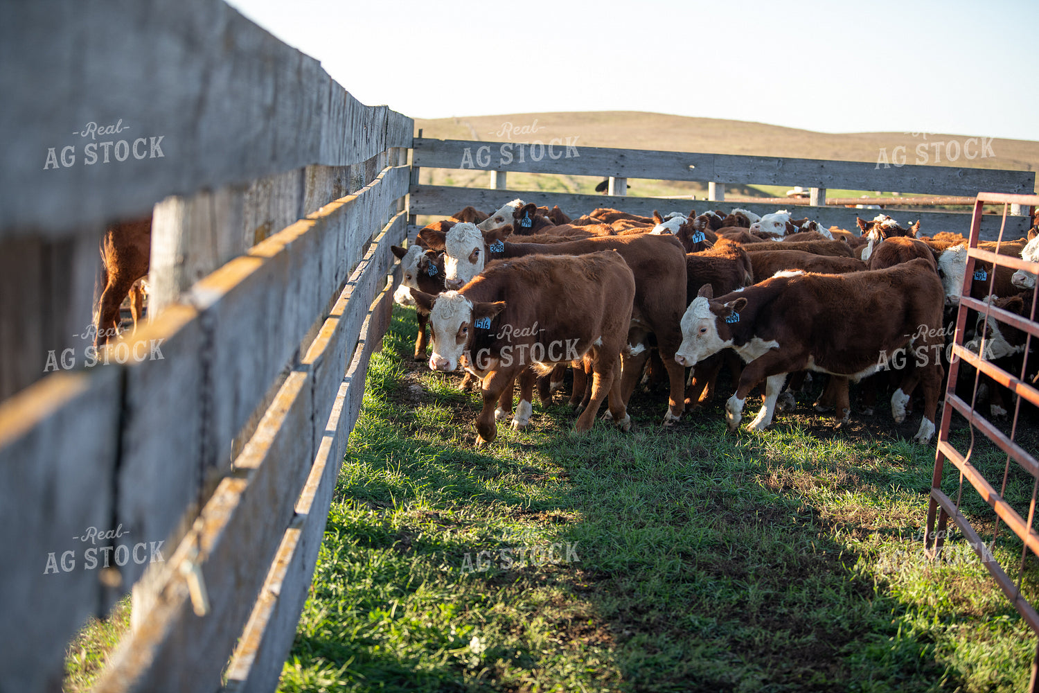 Hereford Cattle 212019