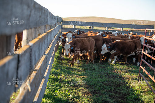 Hereford Cattle 212019