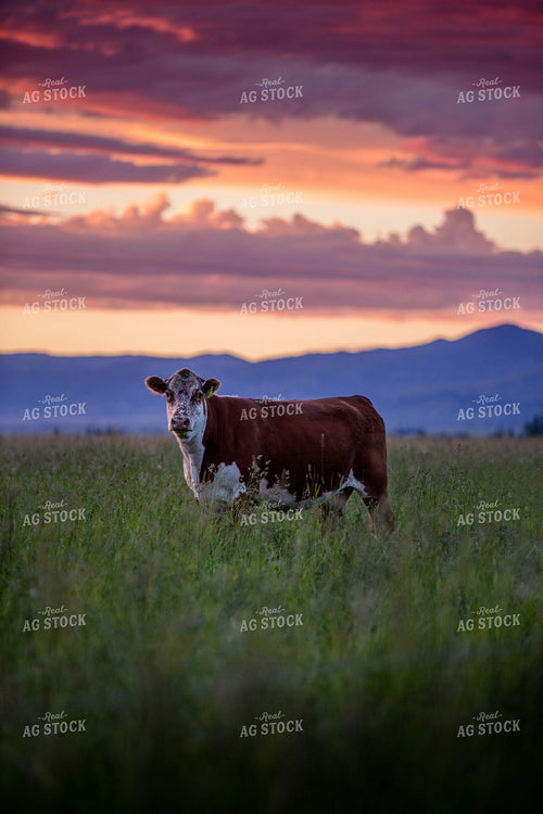 Hereford Cow 81069