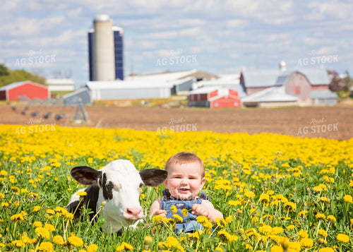 Farm Kid with Holstein Calf 55227